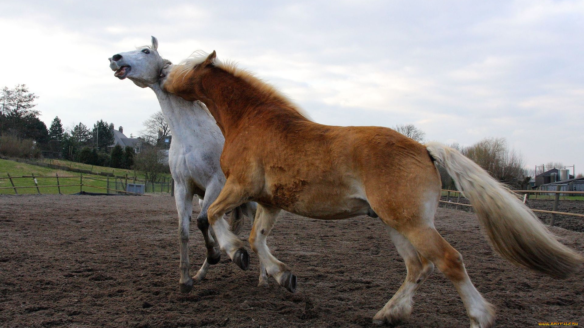 животные, лошади, луг