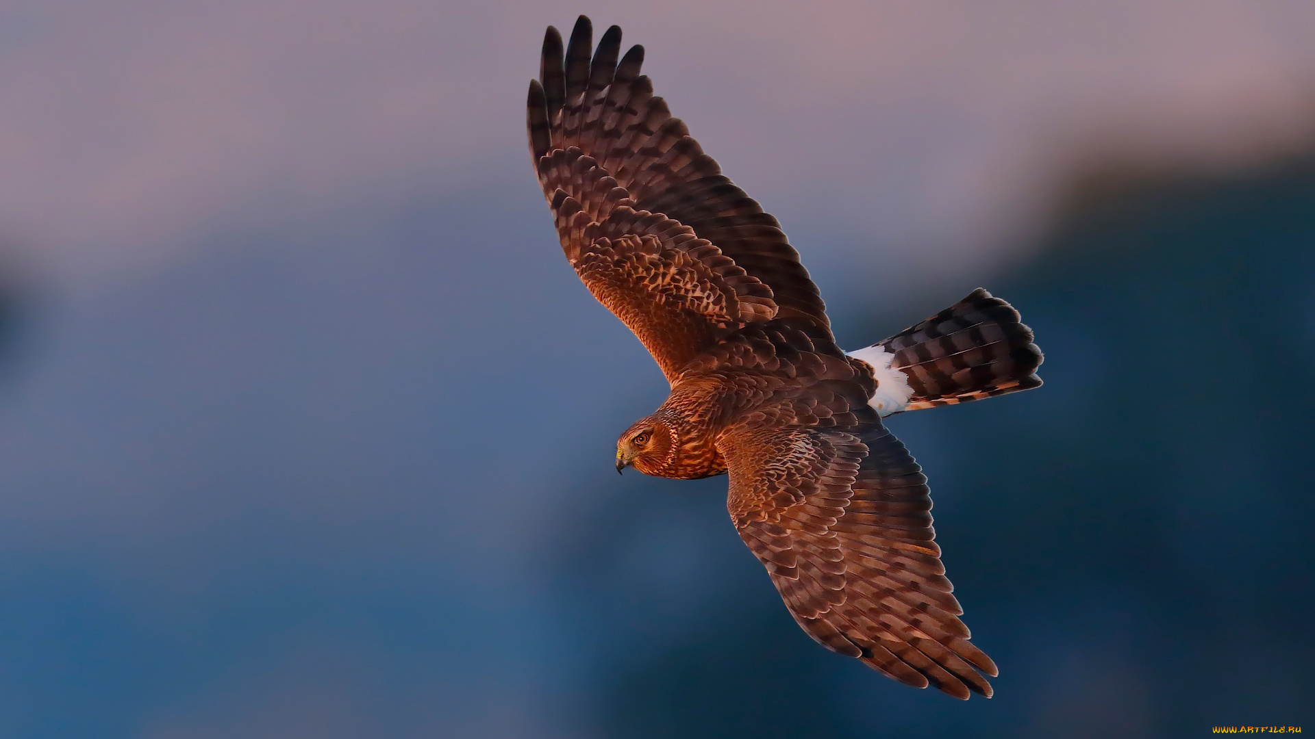 животные, птицы, -, хищники, полёт, сокол, птица, harrier, лунь