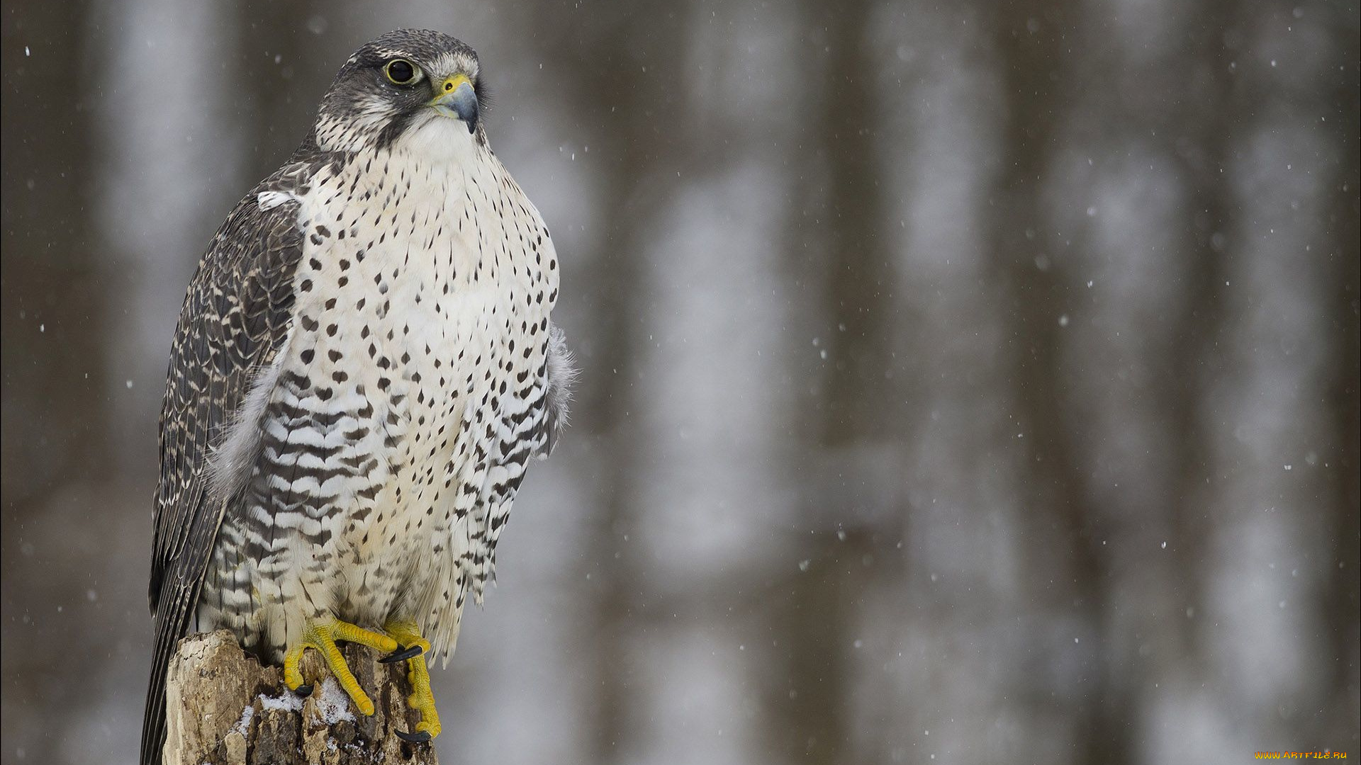 животные, птицы, -, хищники, сокол