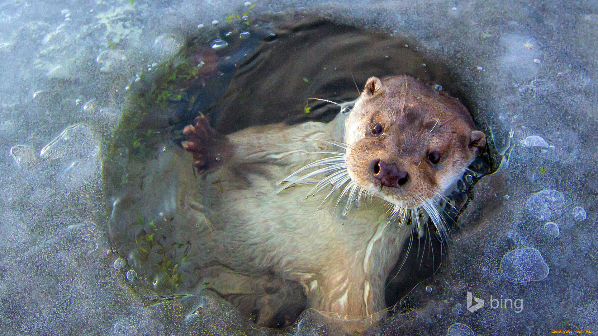 животные, выдры, , каланы, , ондатры, выдра, полынья, лед, нидерланды, лелистад