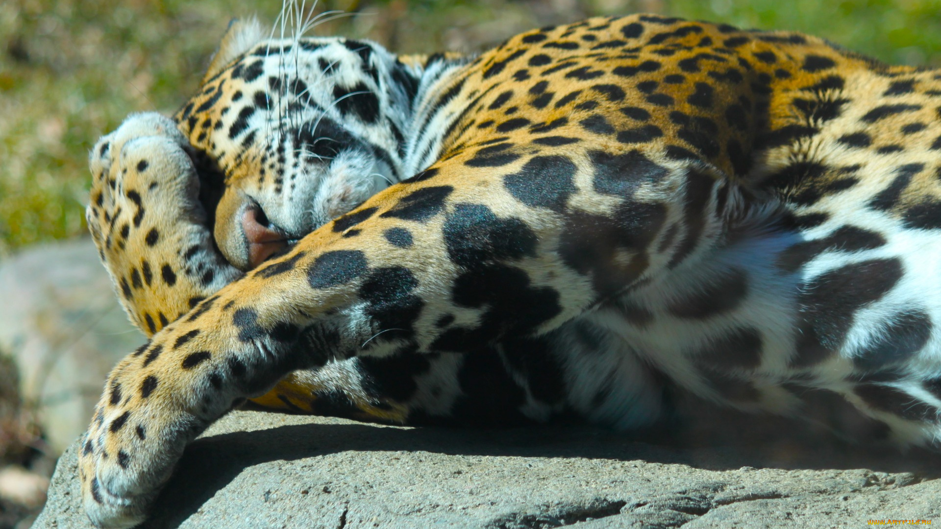 животные, Ягуары, лежит, ягуар, солнце, природа, морда, лапы, хищник