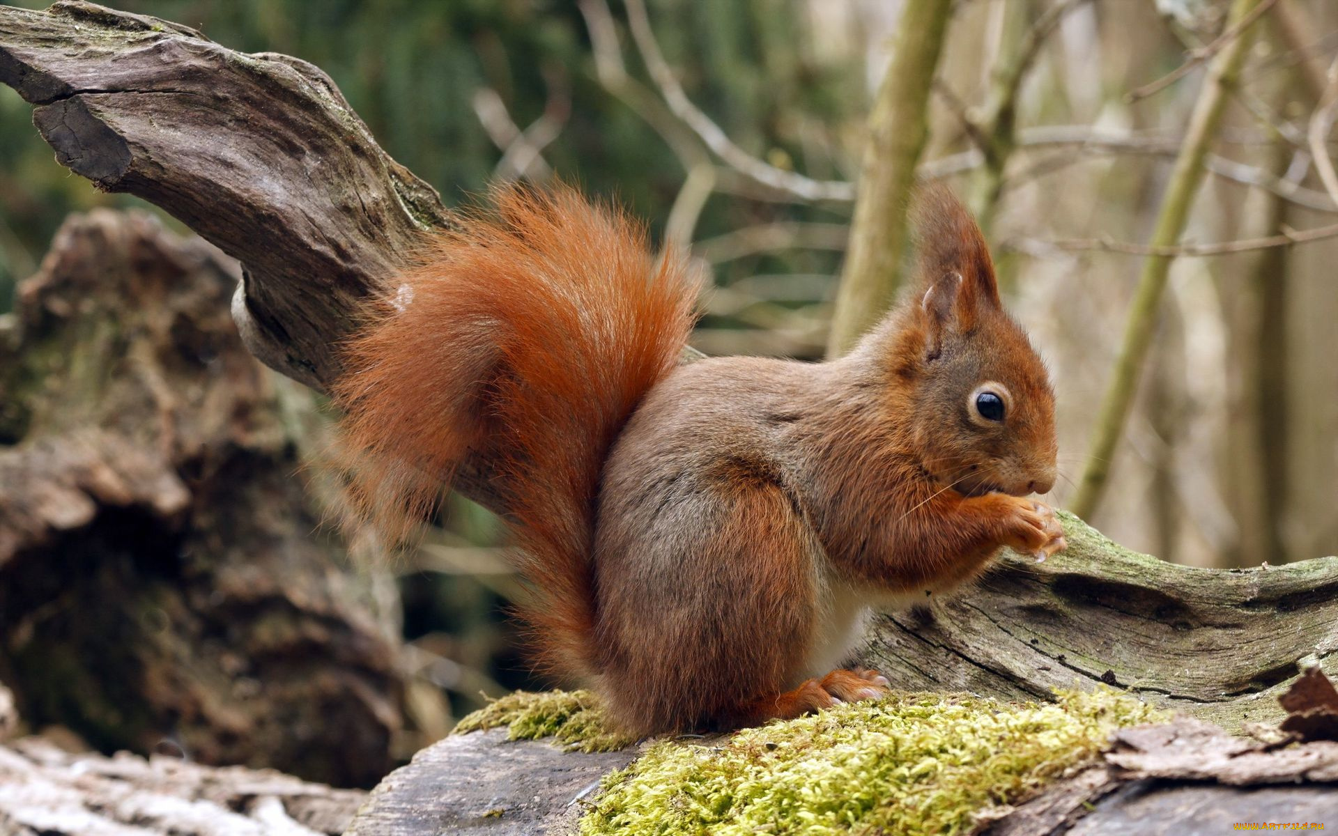 животные, белки, белка