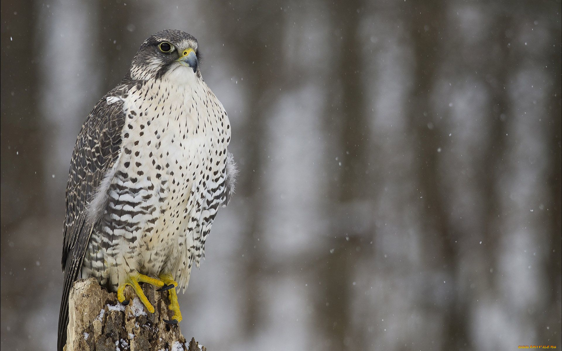 животные, птицы, -, хищники, сокол