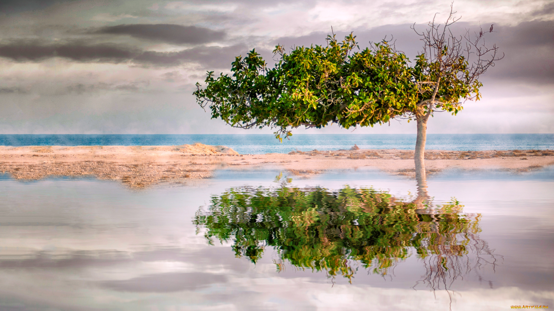 природа, деревья, река, лес