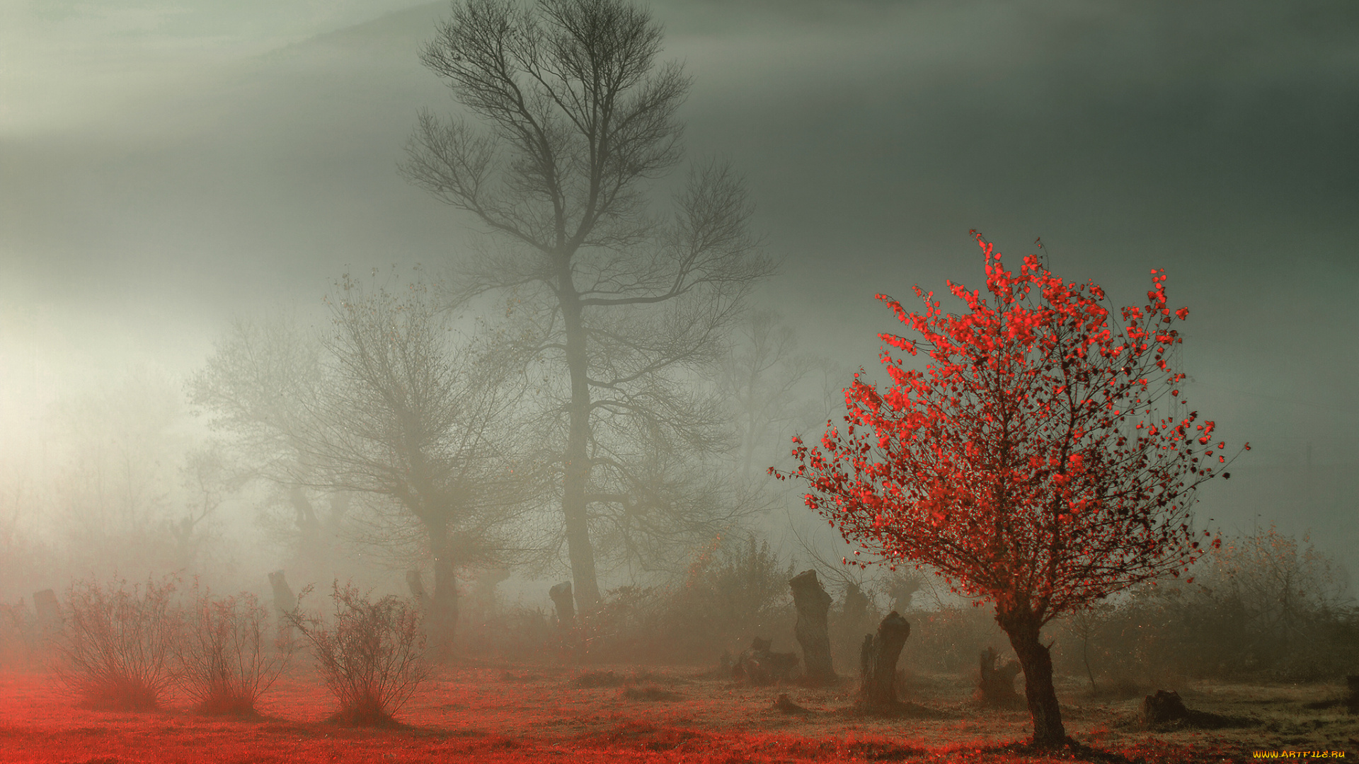 природа, деревья, туман, иней