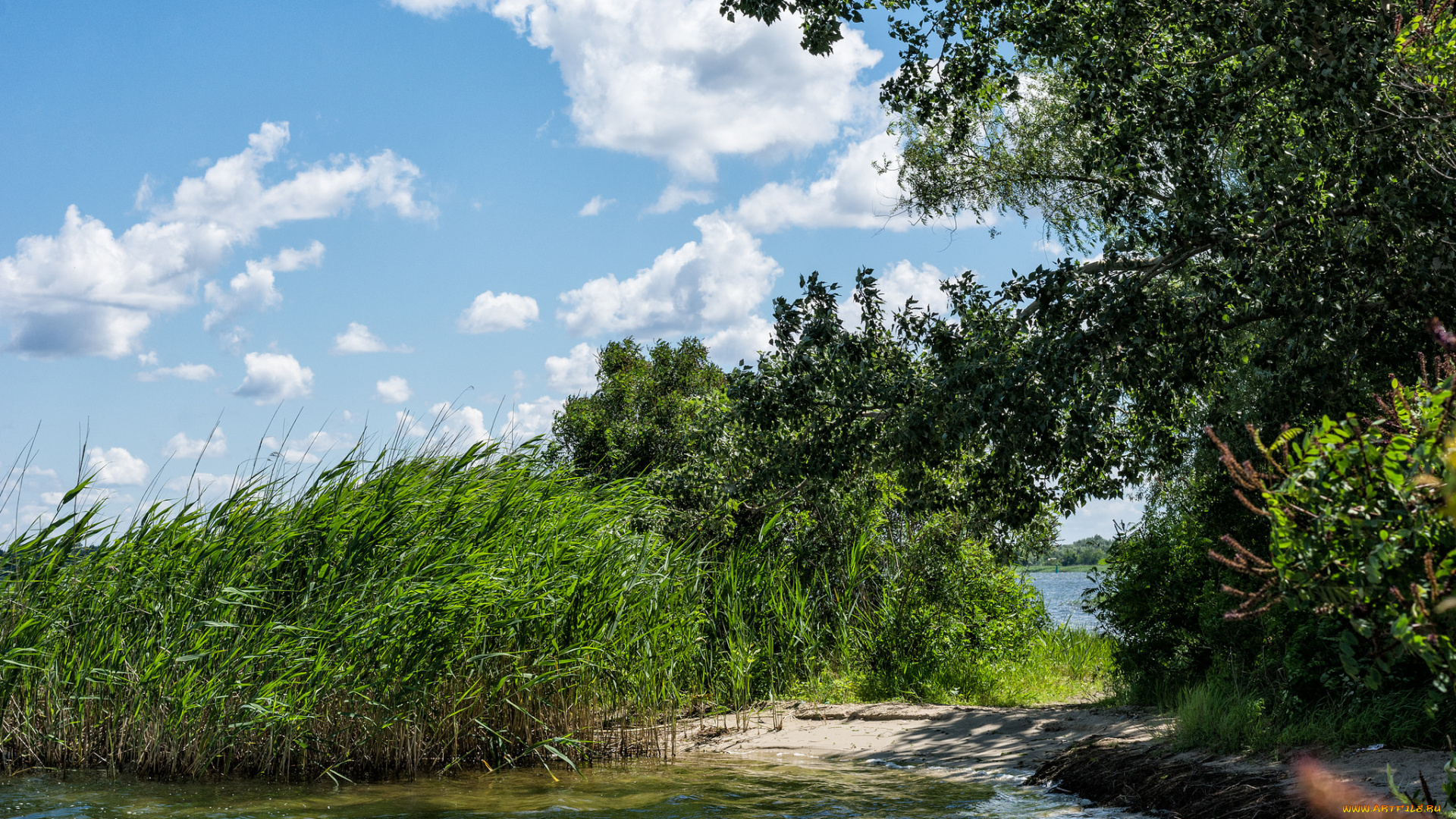 природа, реки, озера, лес, река