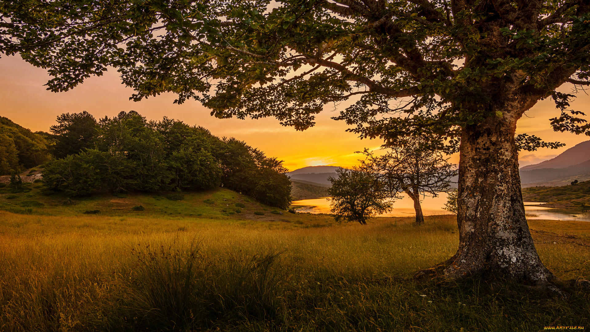 природа, реки, озера, лес, река