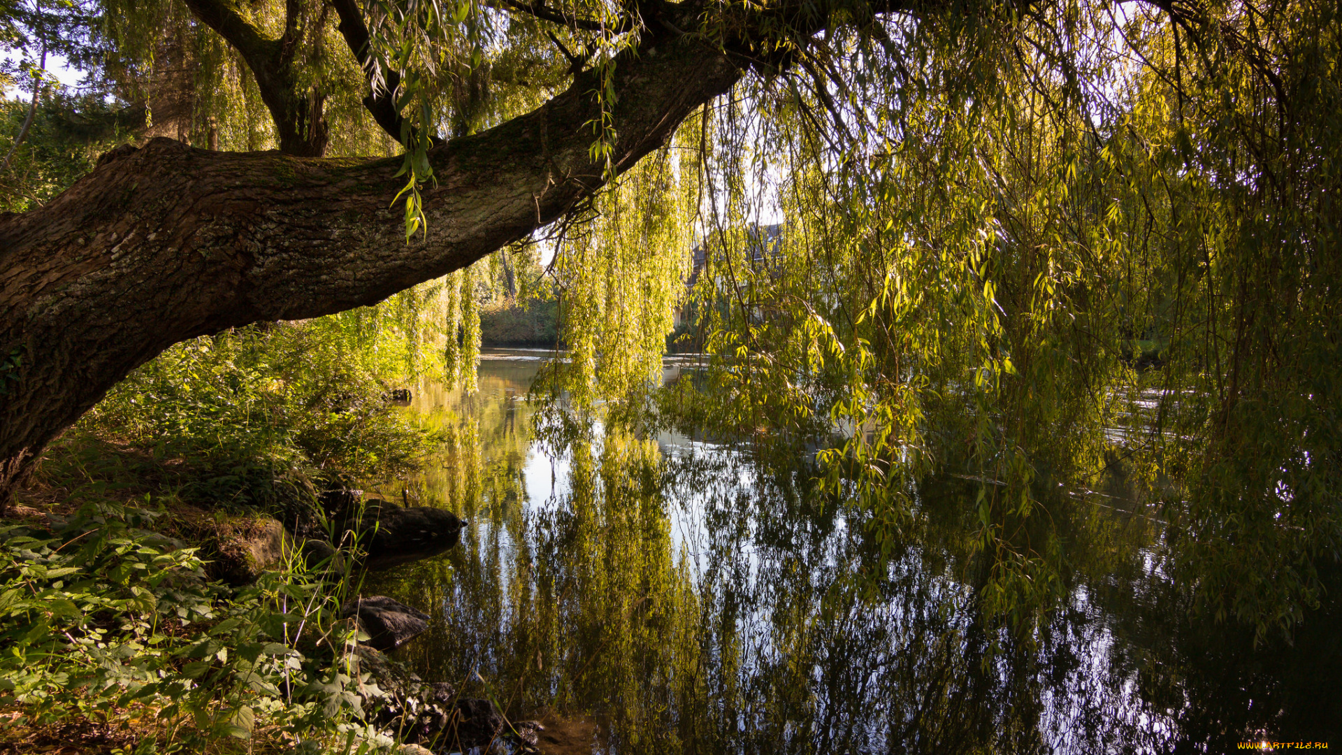 природа, реки, озера, лес, река