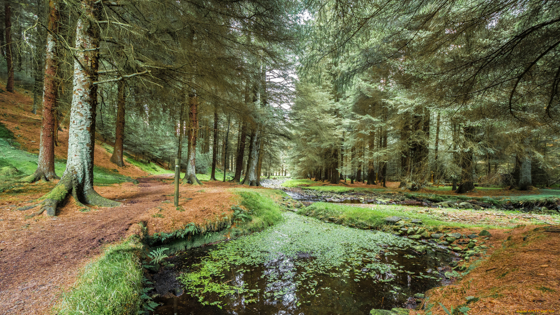 природа, реки, озера, лес, река