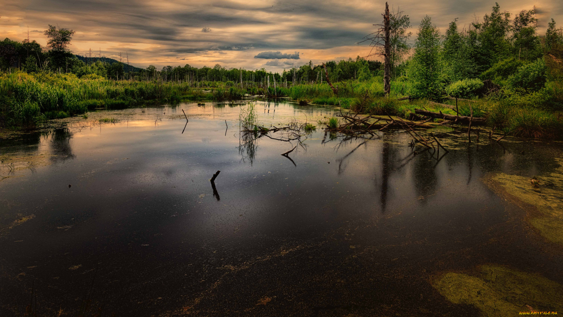 природа, реки, озера, река, лес