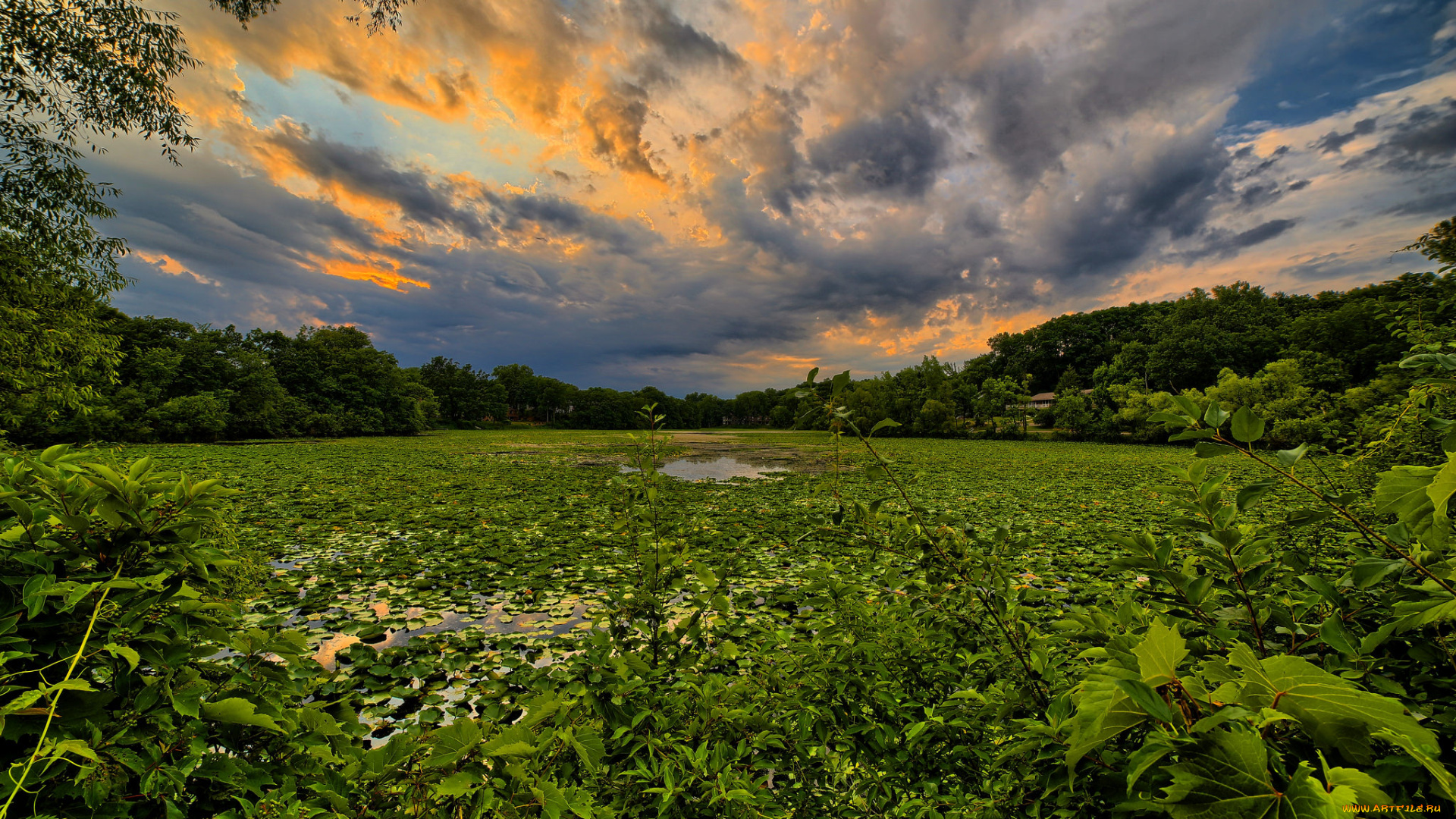 природа, реки, озера, река, лес