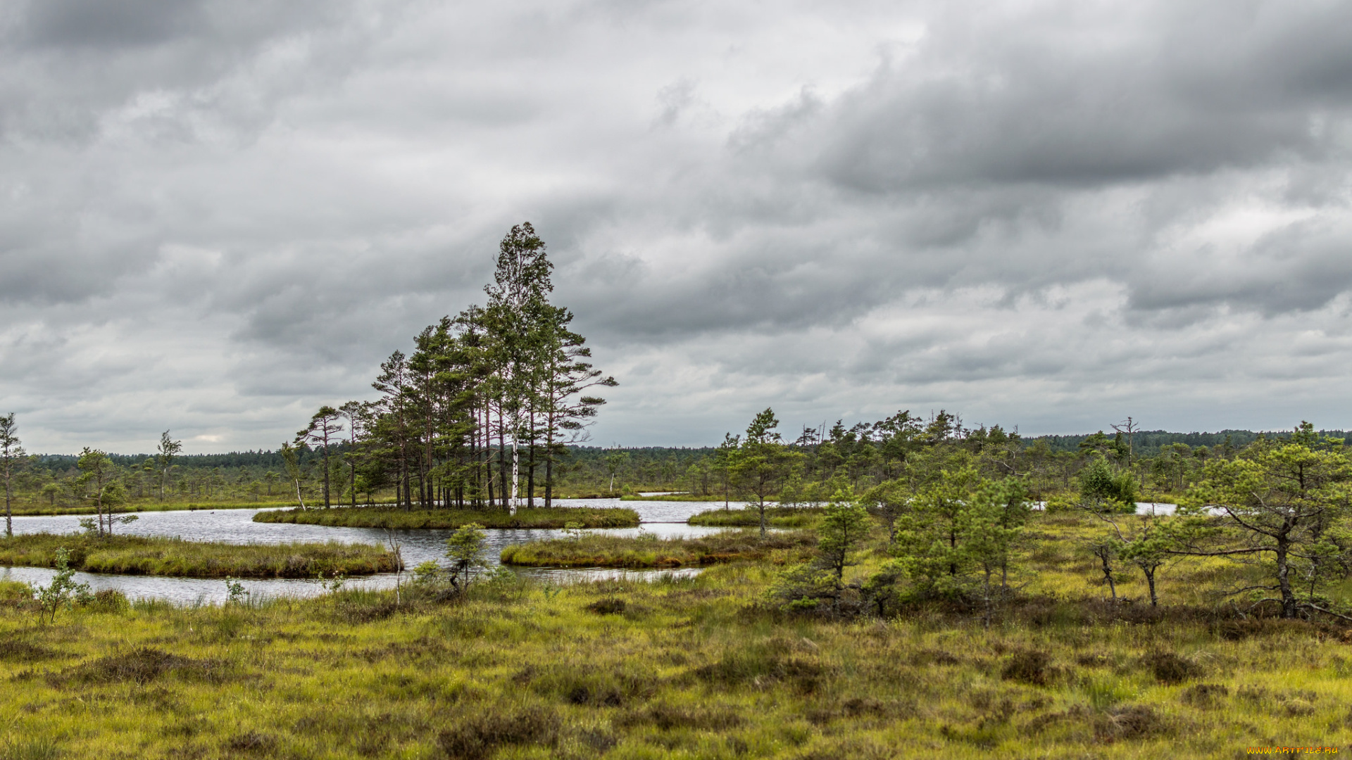 природа, реки, озера, река, лес