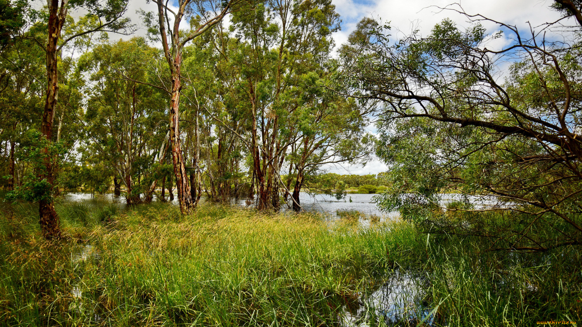природа, реки, озера, река, лес
