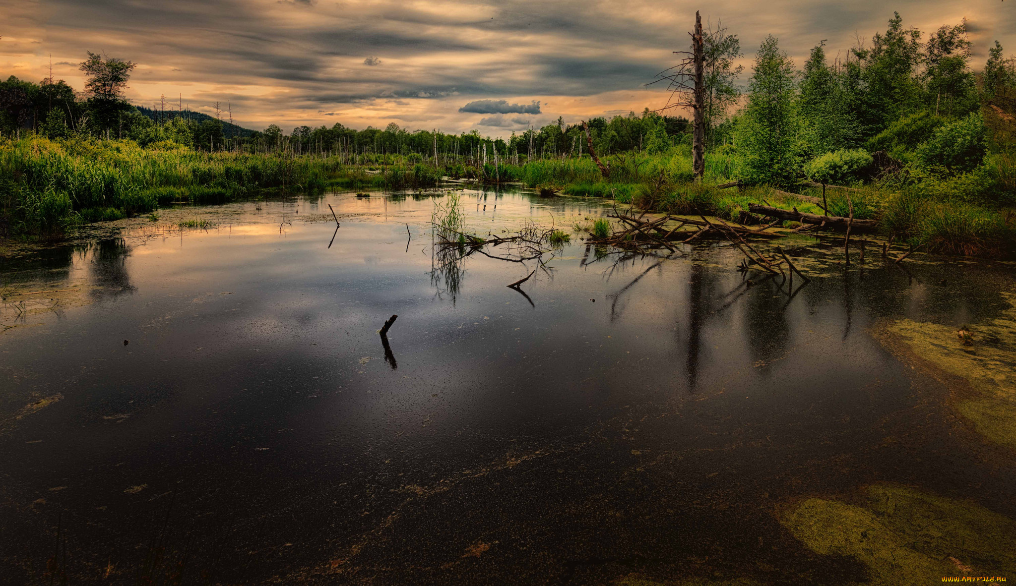 природа, реки, озера, река, лес