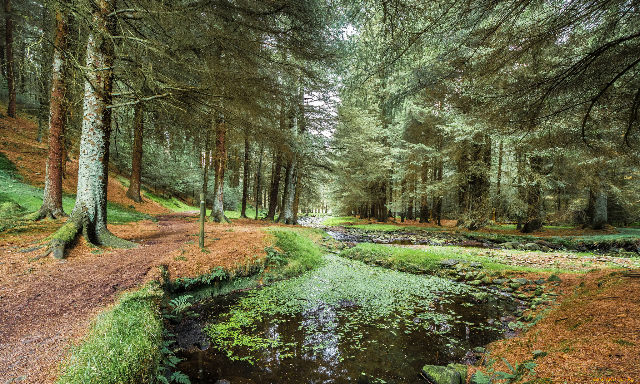 природа, реки, озера, лес, река