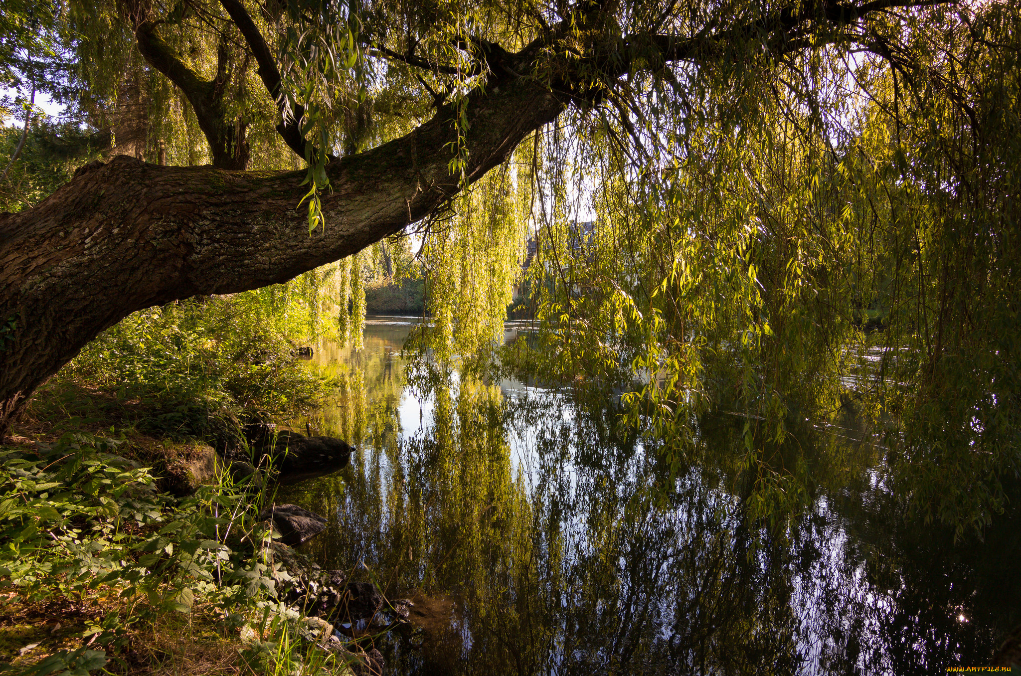природа, реки, озера, лес, река