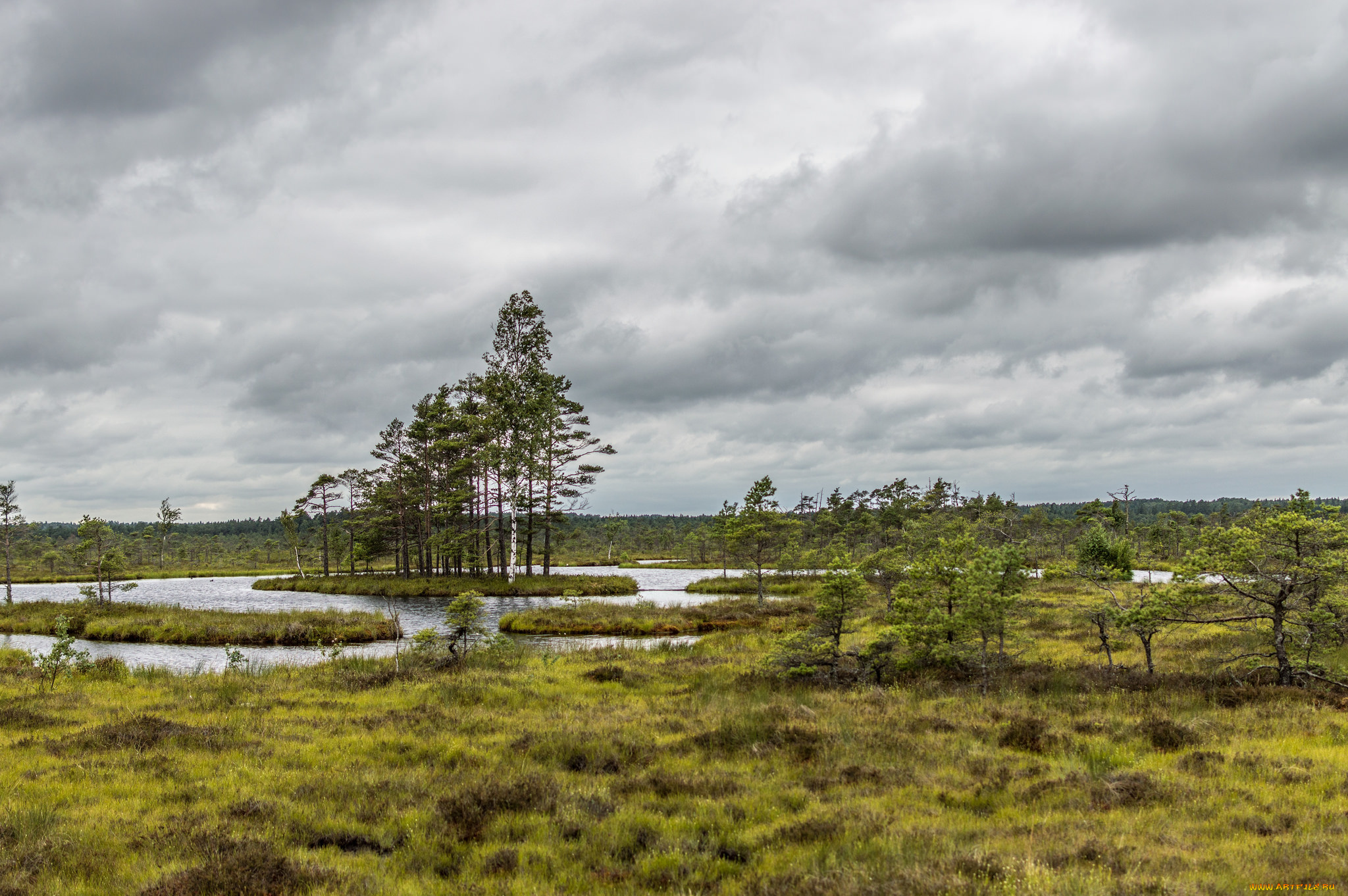 природа, реки, озера, река, лес