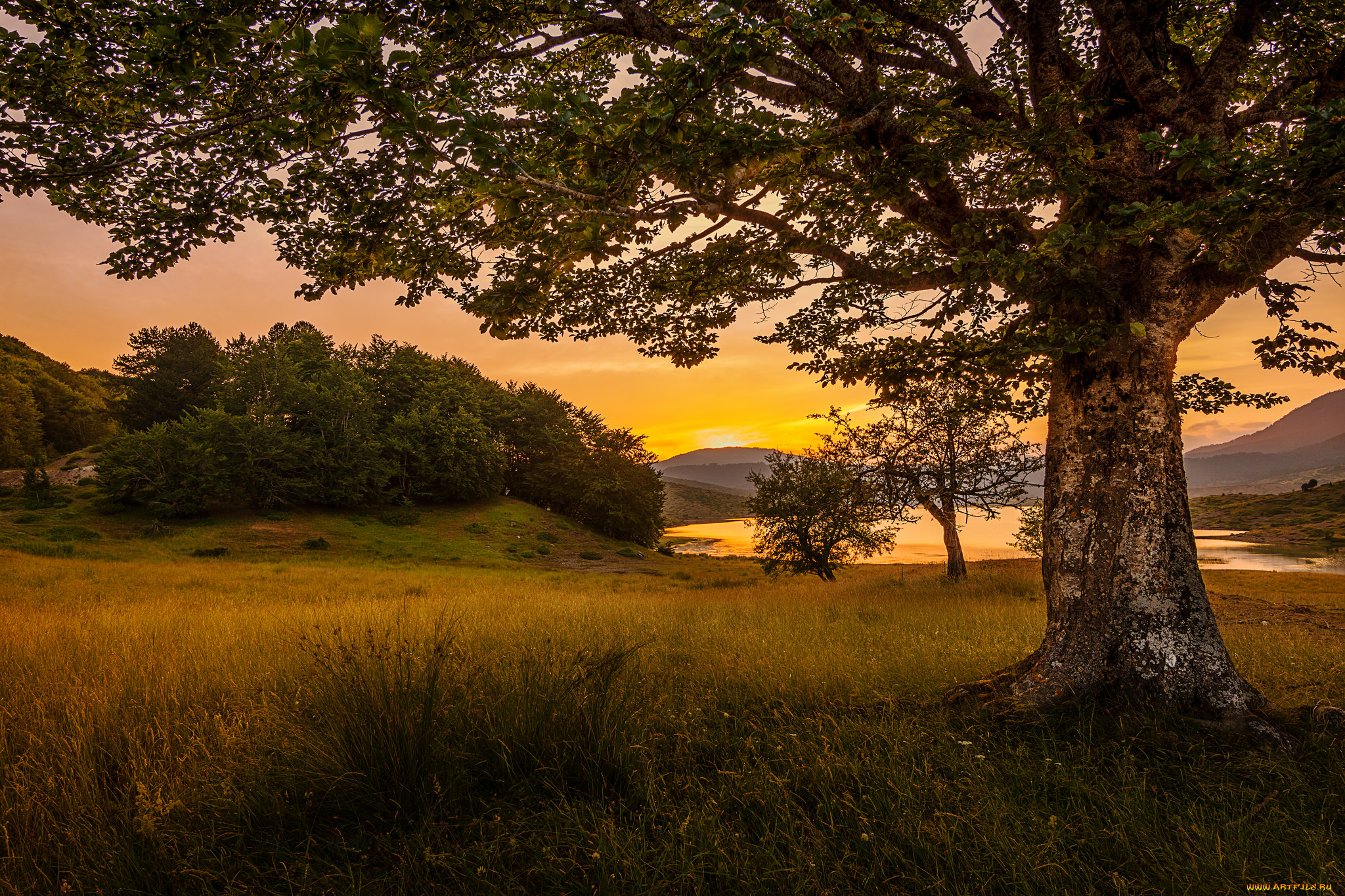 природа, реки, озера, лес, река