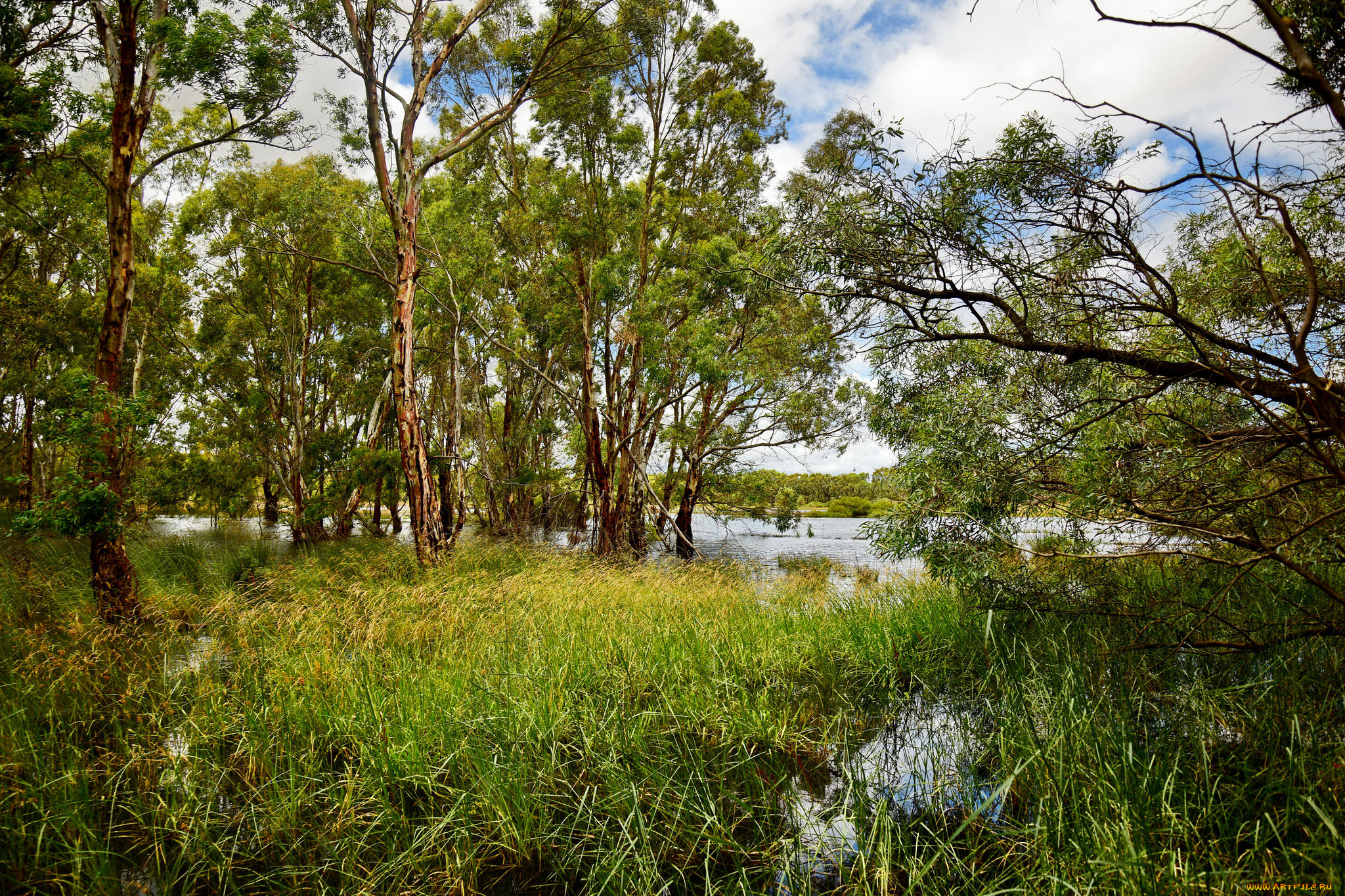 природа, реки, озера, река, лес