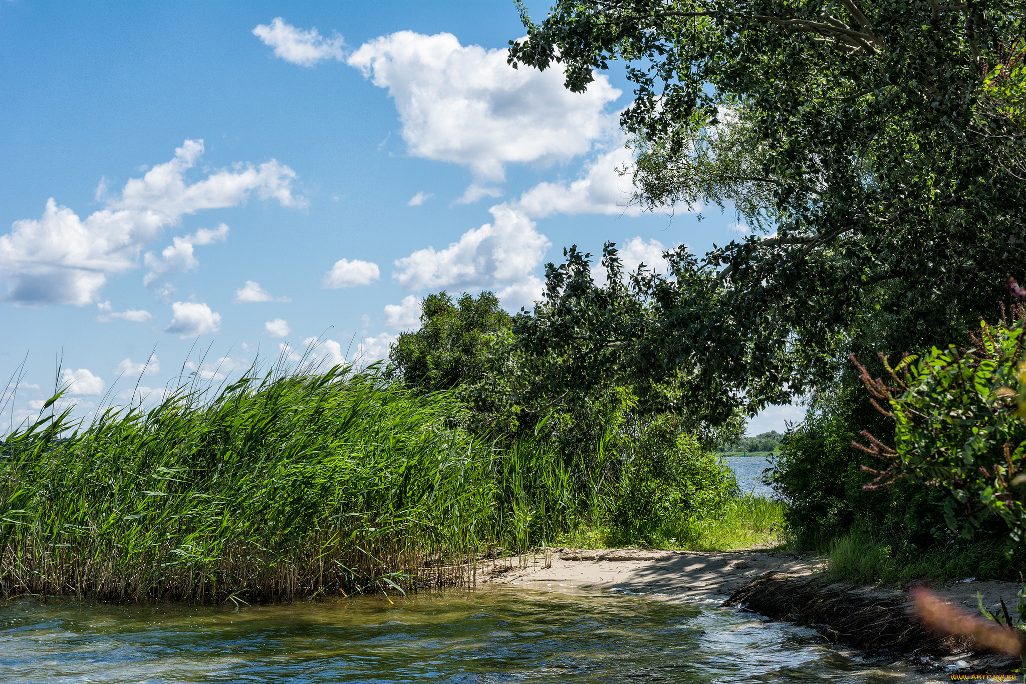 природа, реки, озера, лес, река