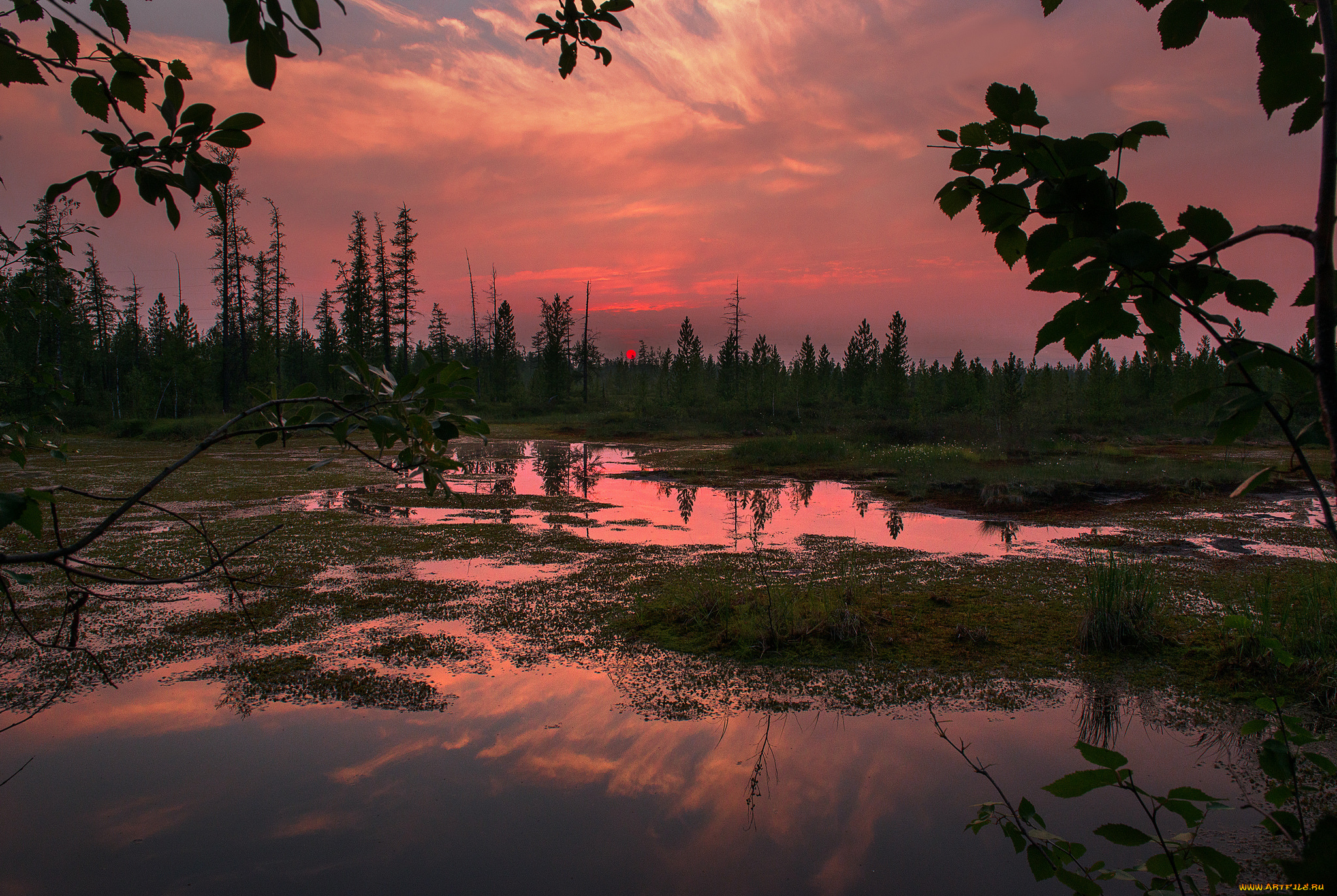 природа, реки, озера, река, лес