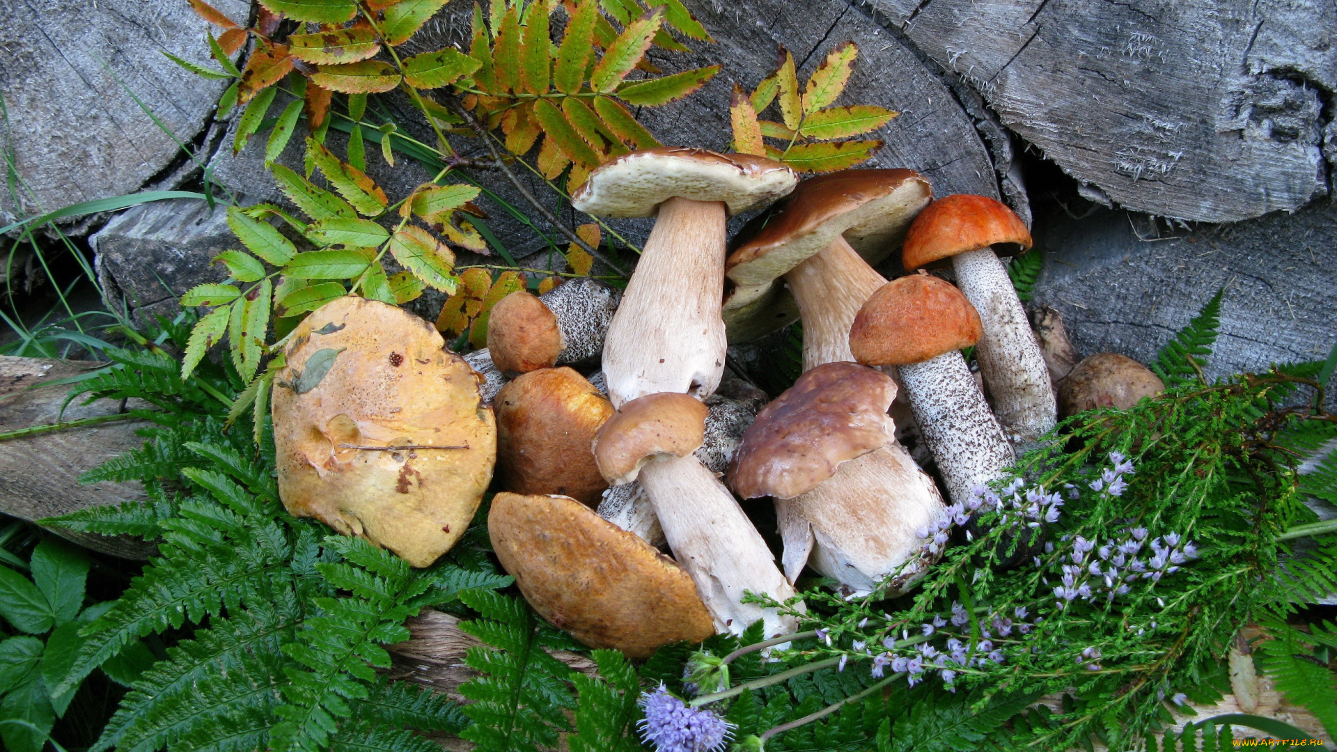 еда, грибы, , грибные, блюда, подосиновики, боровики