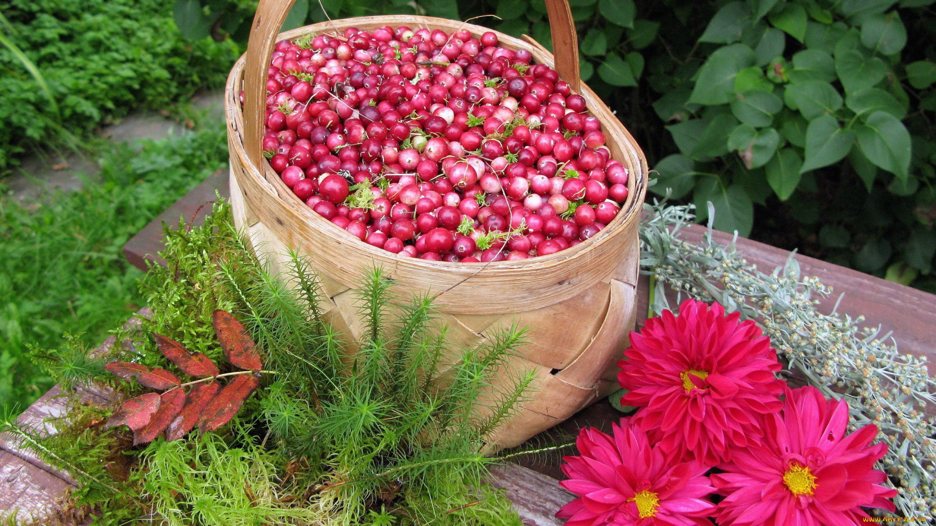 еда, клюква, ягоды, георгины, туесок
