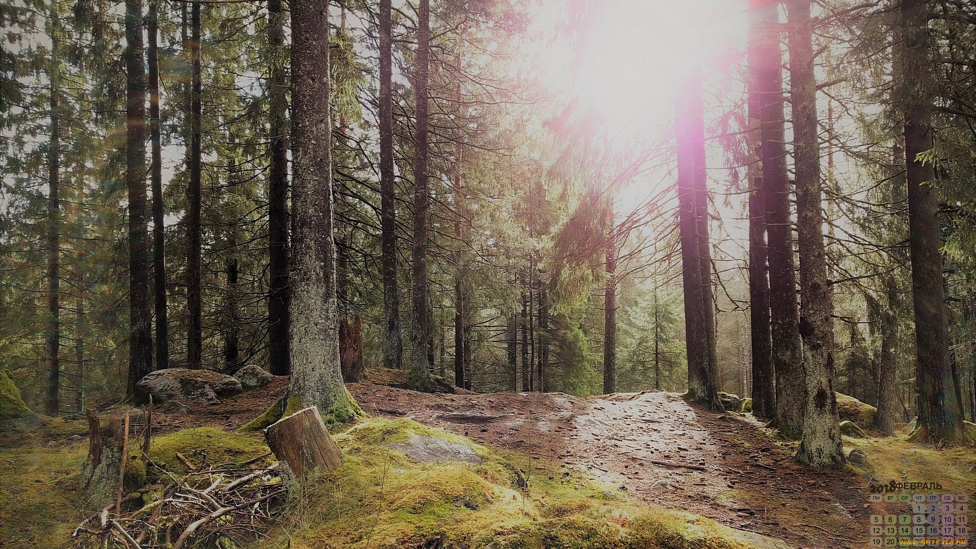 календари, природа, 2018, лес, деревья