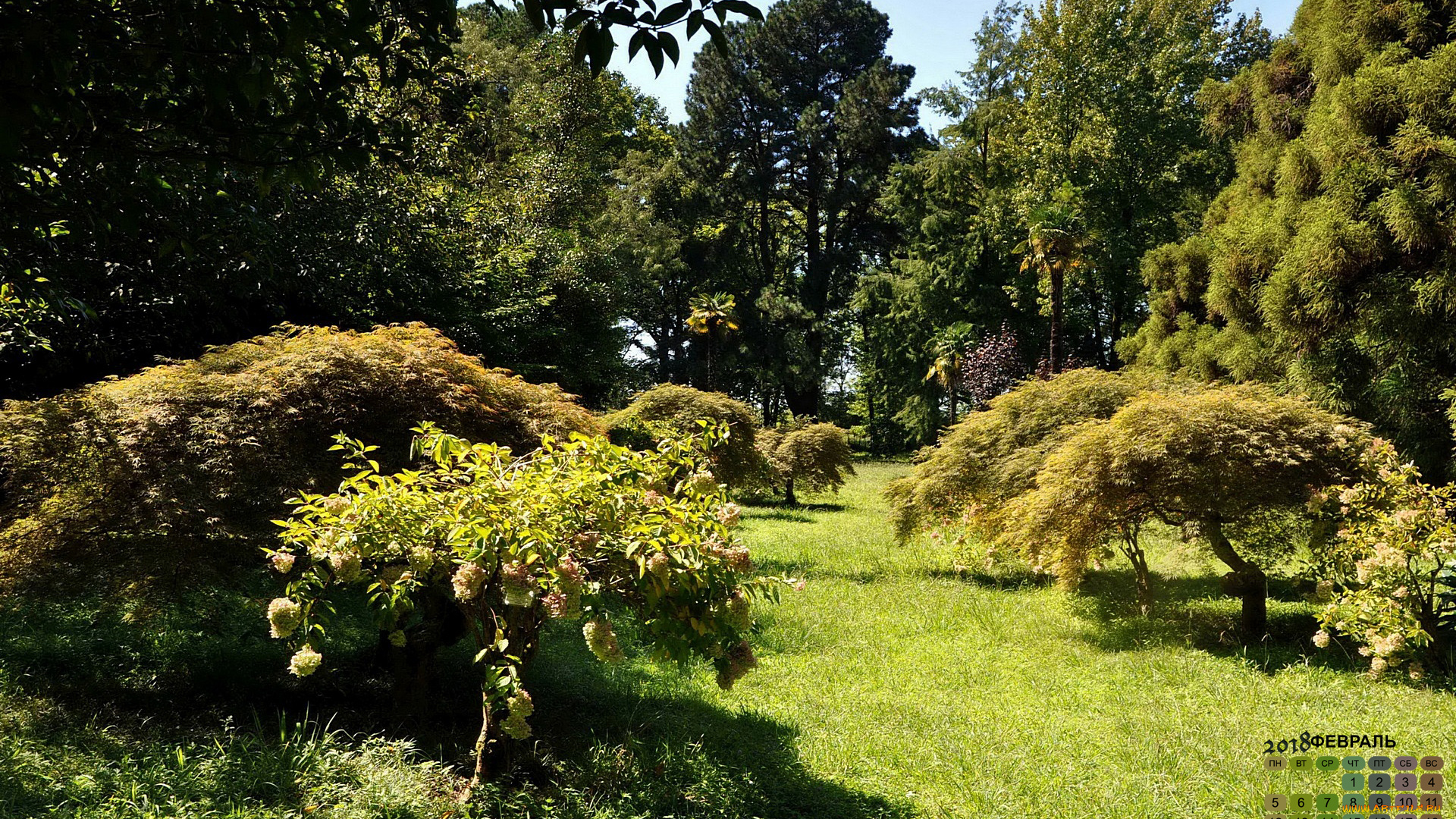 календари, природа, растения, парк, деревья, 2018