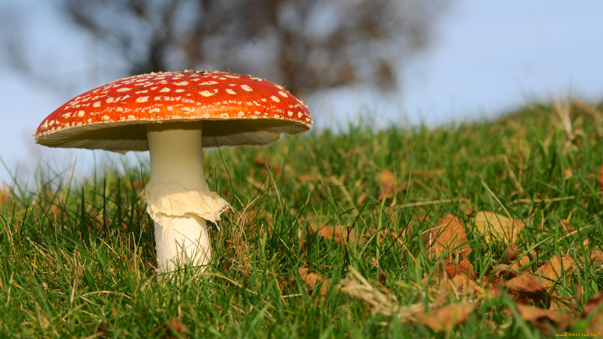 природа, грибы, , мухомор, грибок