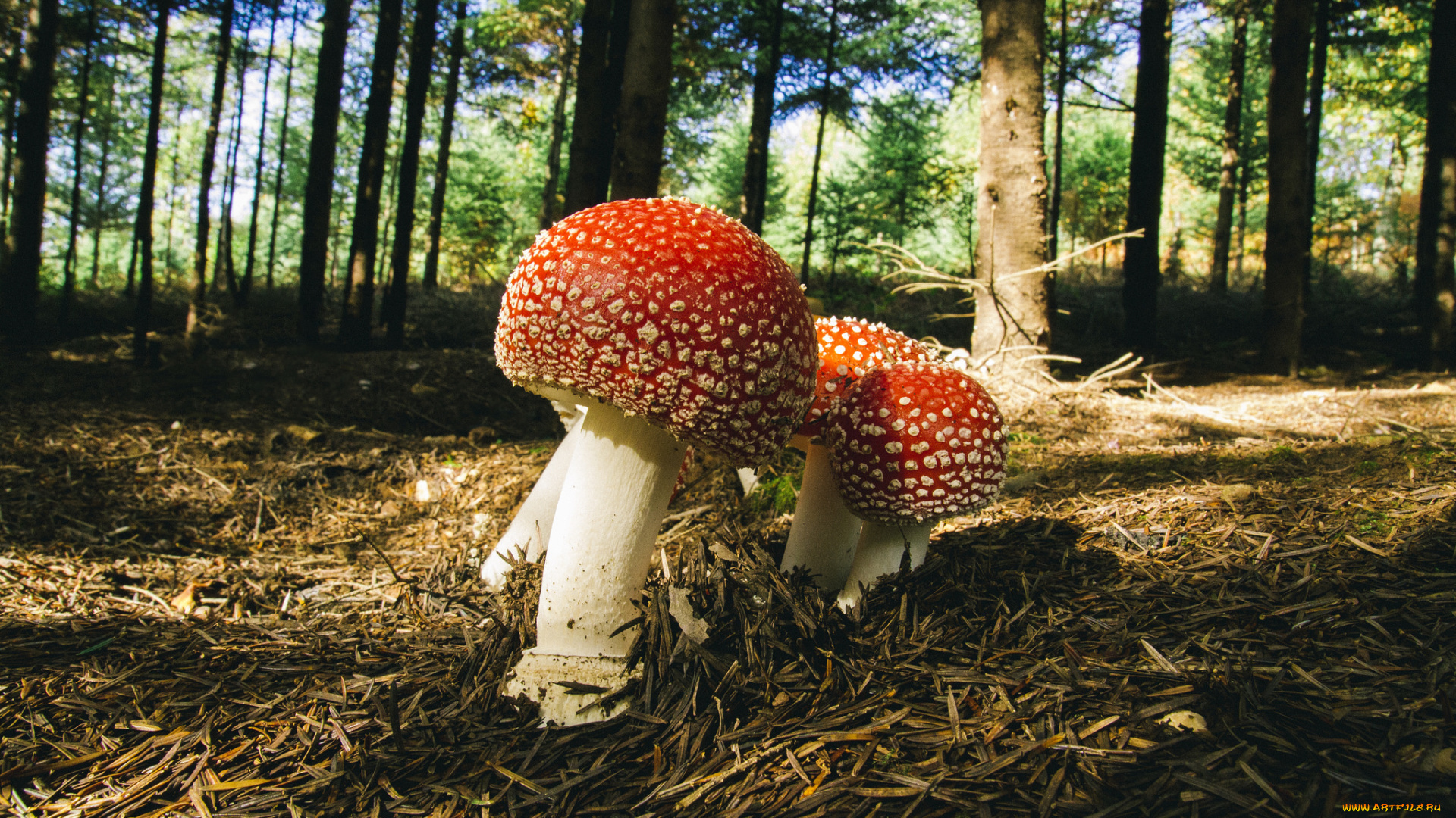 природа, грибы, , мухомор, грибок