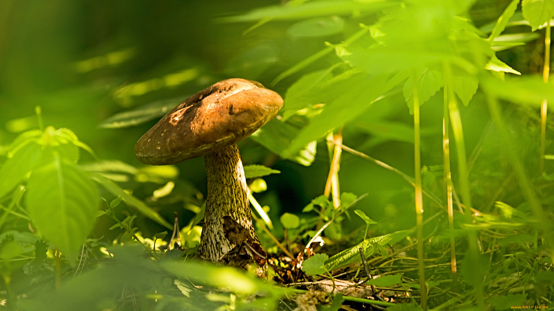 природа, грибы, грибок