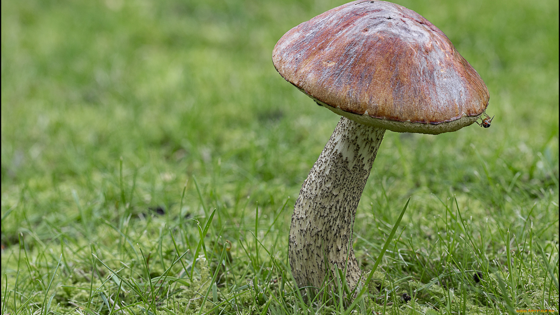 природа, грибы, грибок