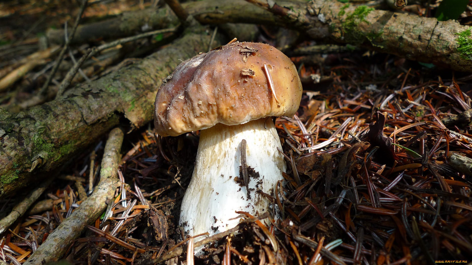 природа, грибы, грибок