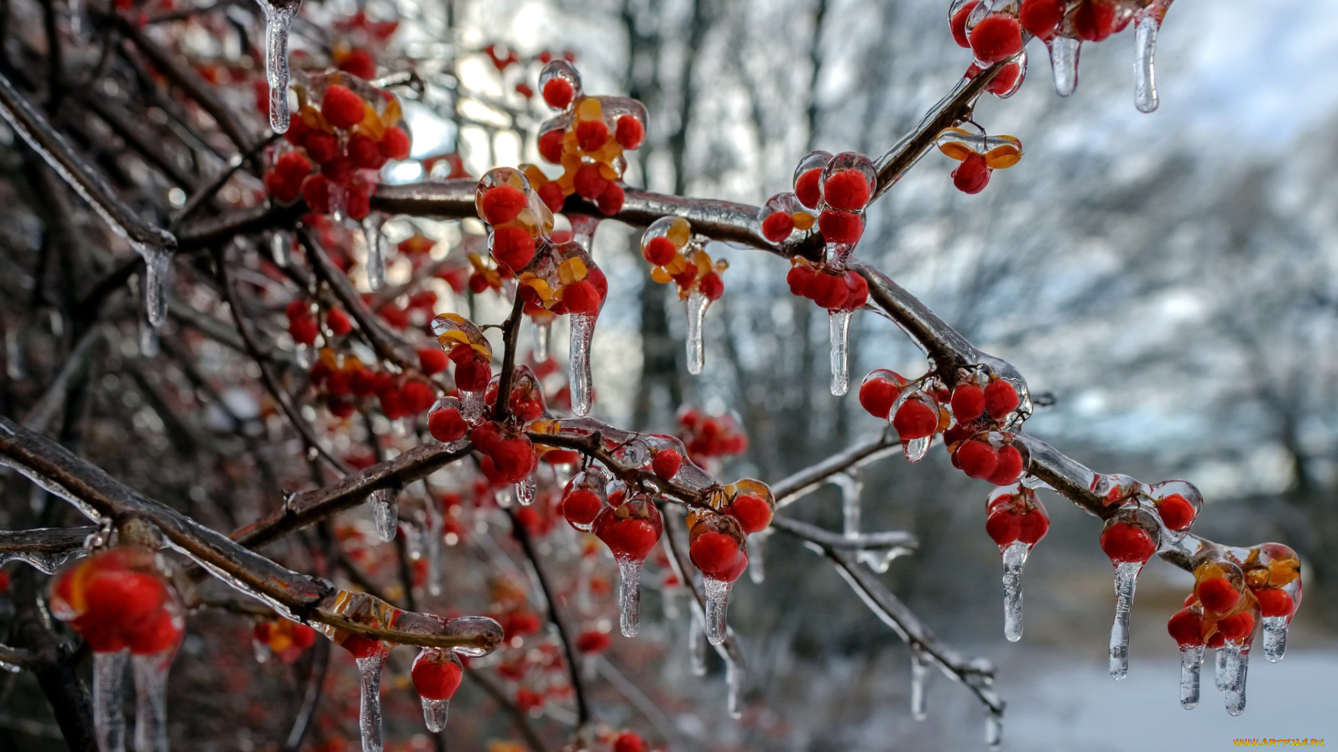 природа, Ягоды, сосульки, ягоды, лед