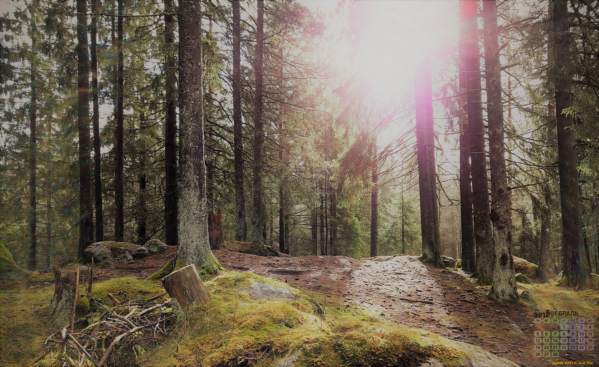 календари, природа, 2018, лес, деревья