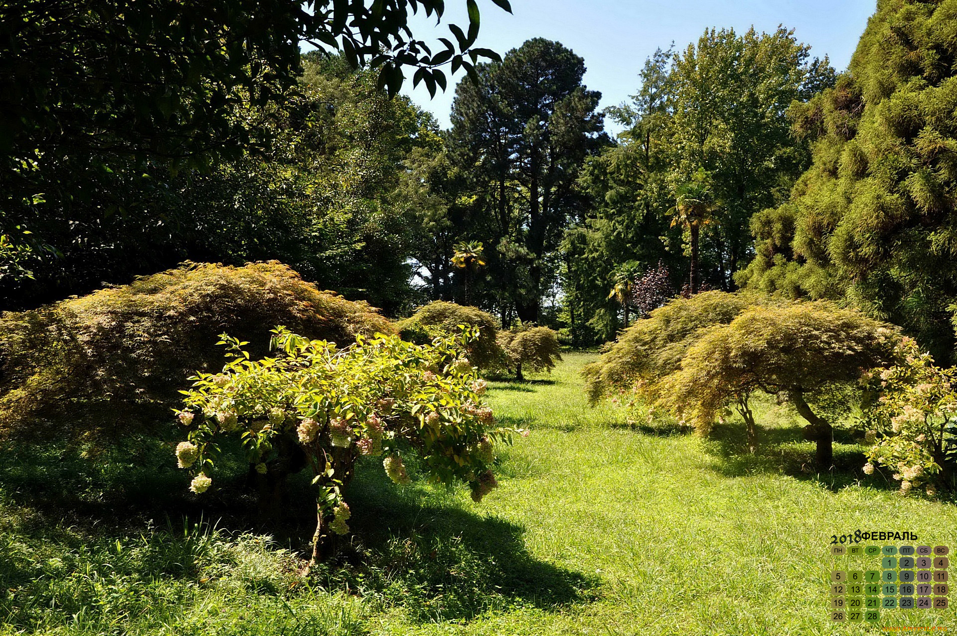 календари, природа, растения, парк, деревья, 2018