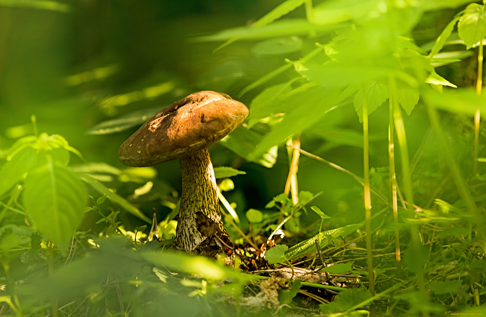 природа, грибы, грибок