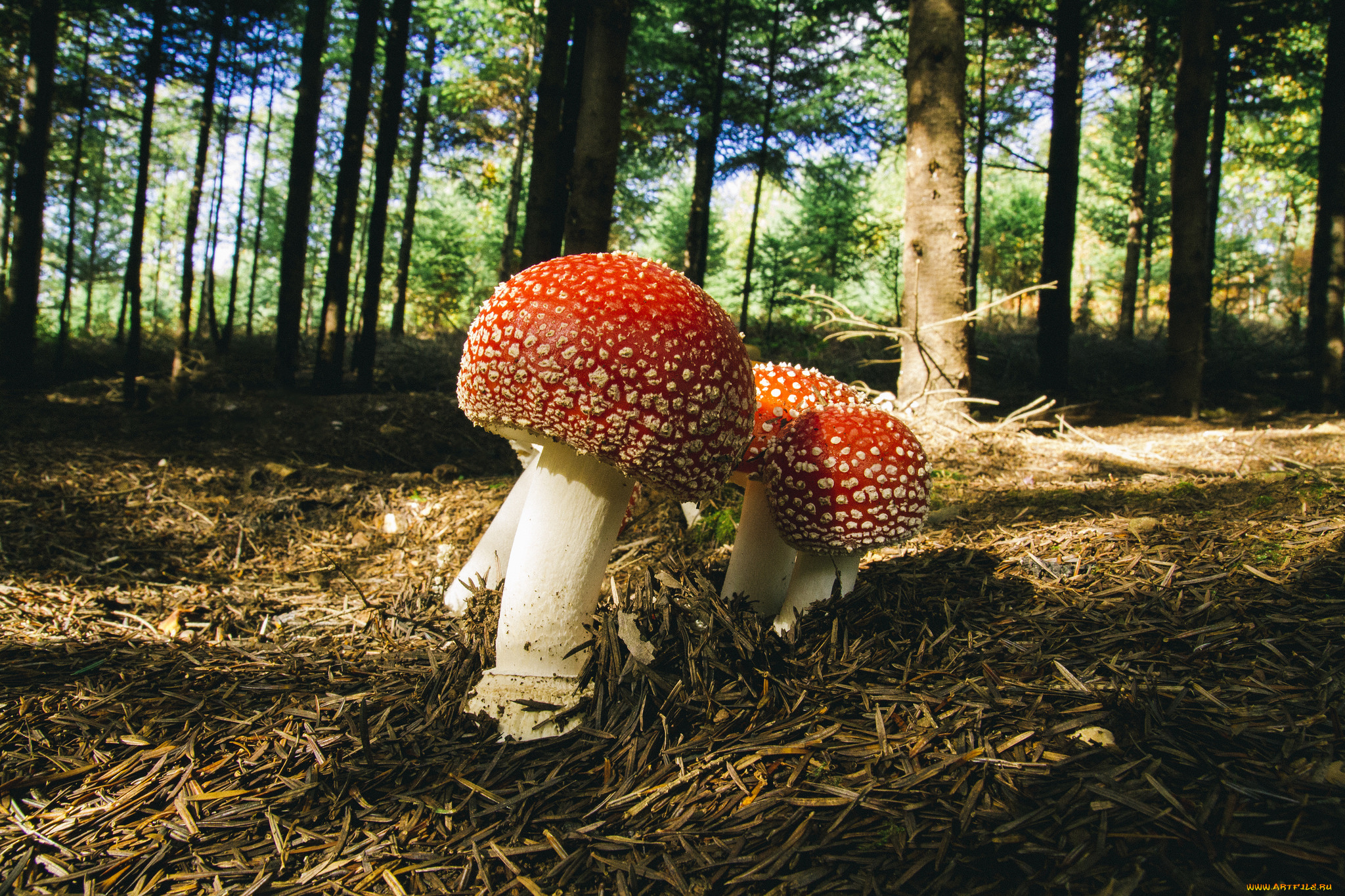 природа, грибы, , мухомор, грибок