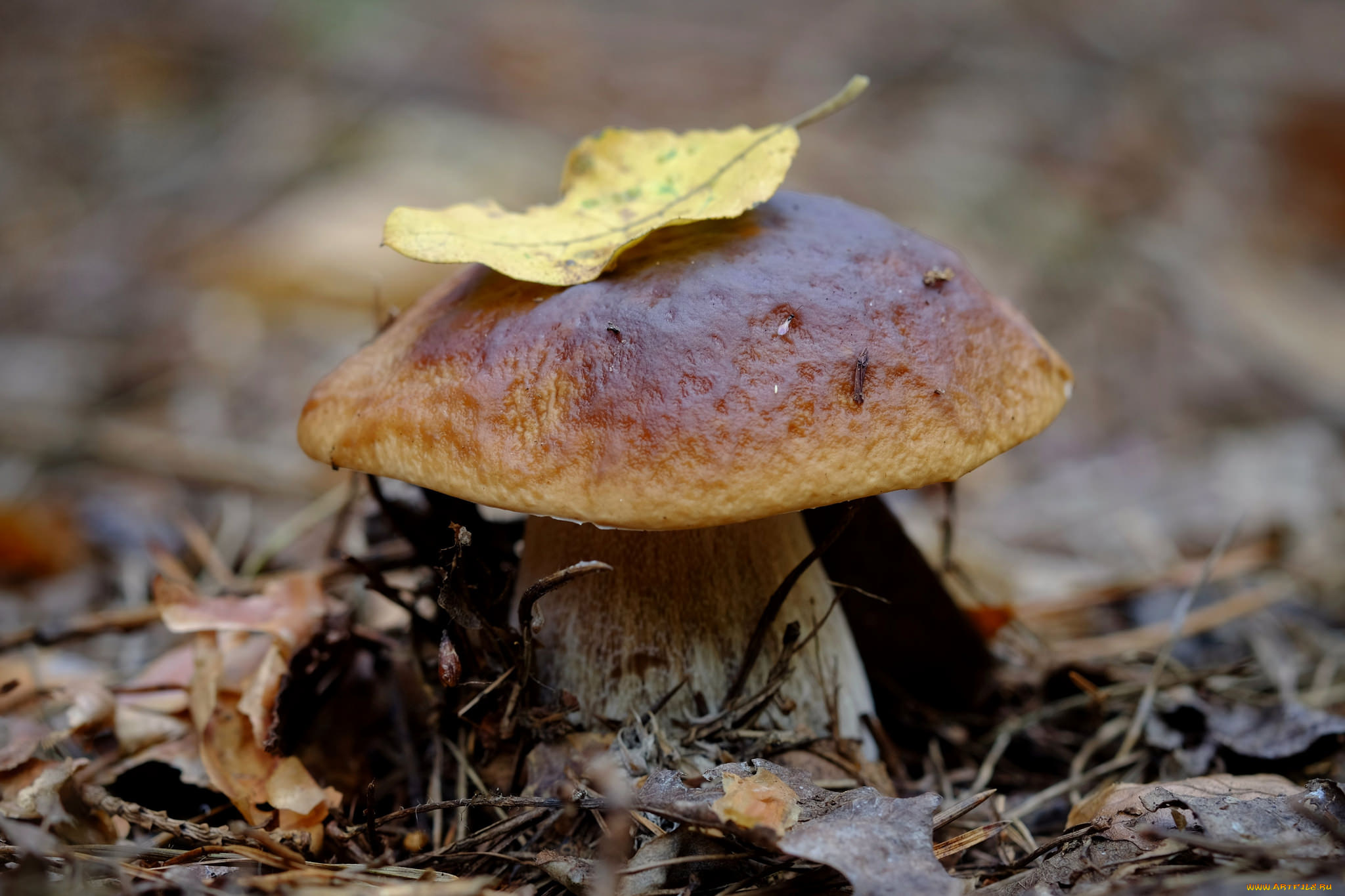 природа, грибы, грибок