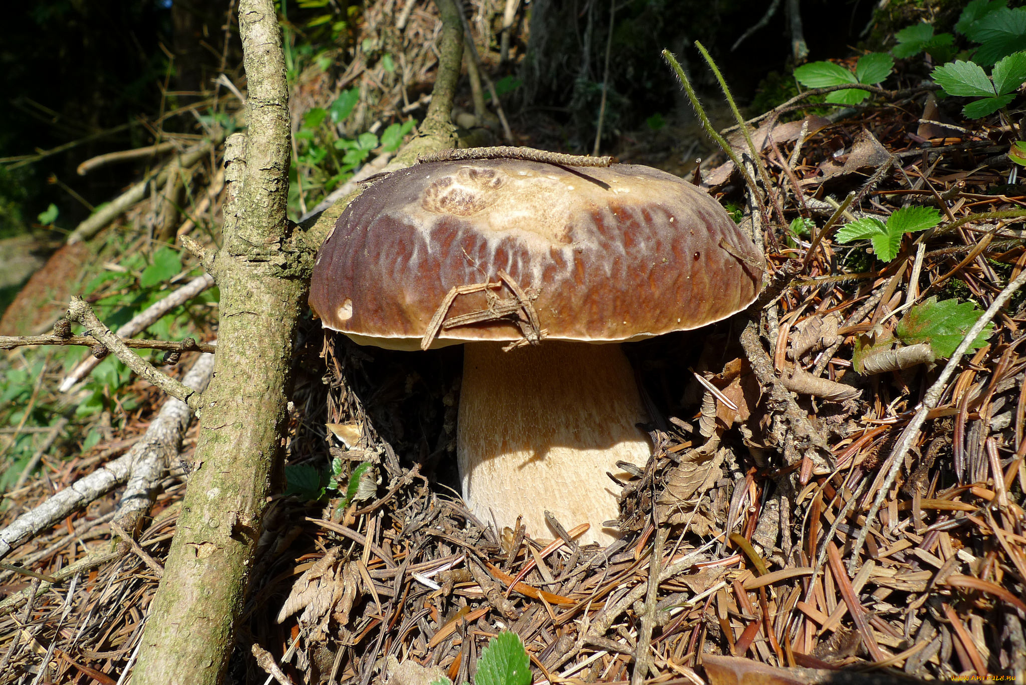 природа, грибы, грибок