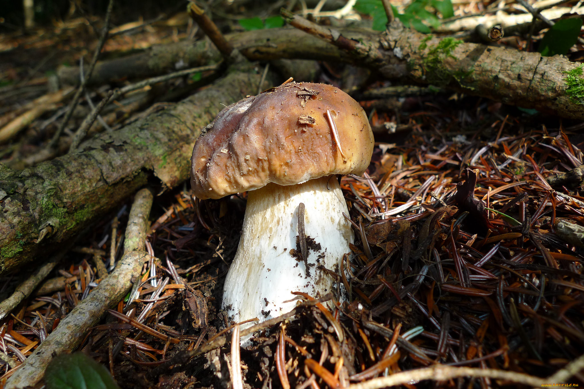 природа, грибы, грибок