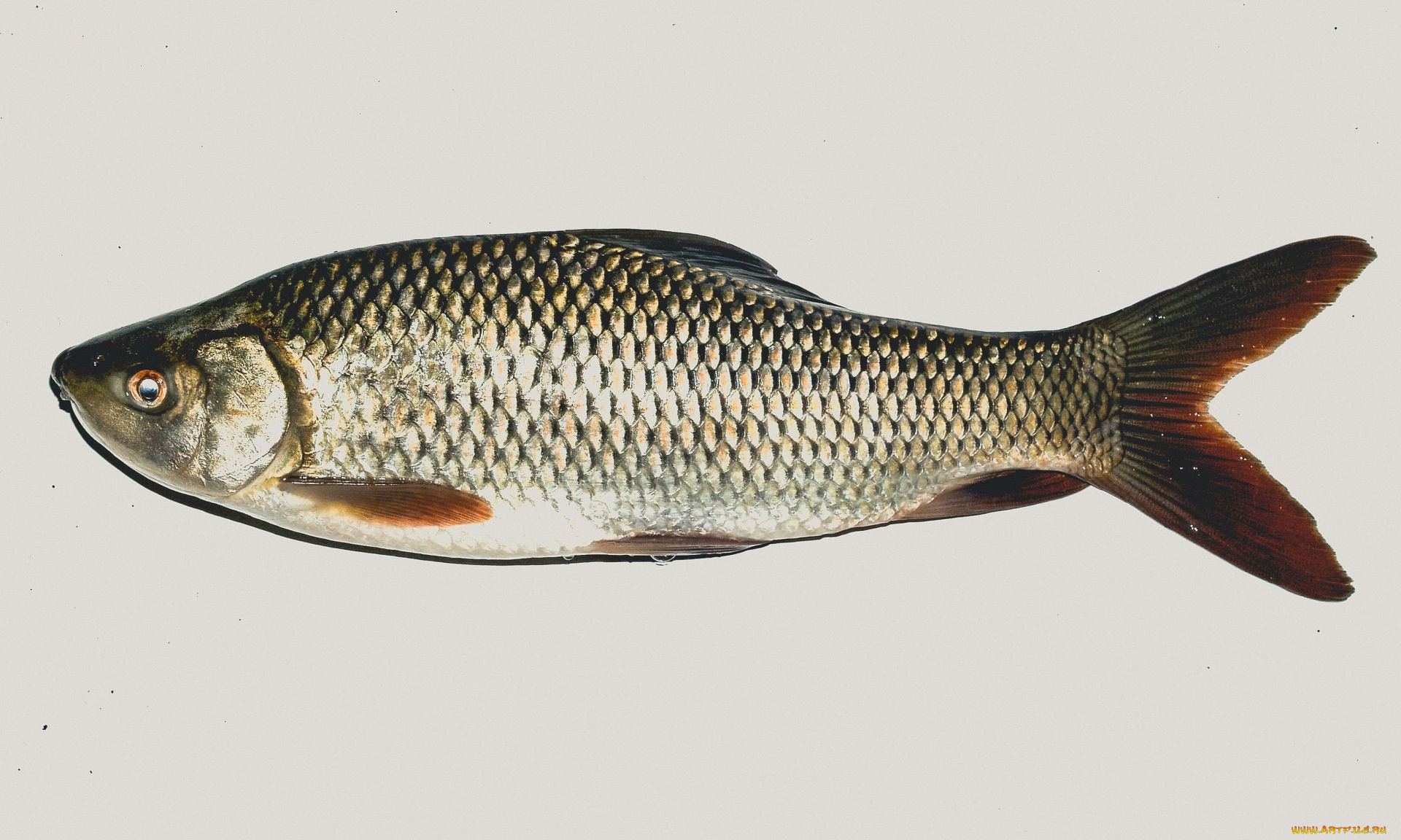 еда, рыба, , морепродукты, , суши, , роллы, свежая