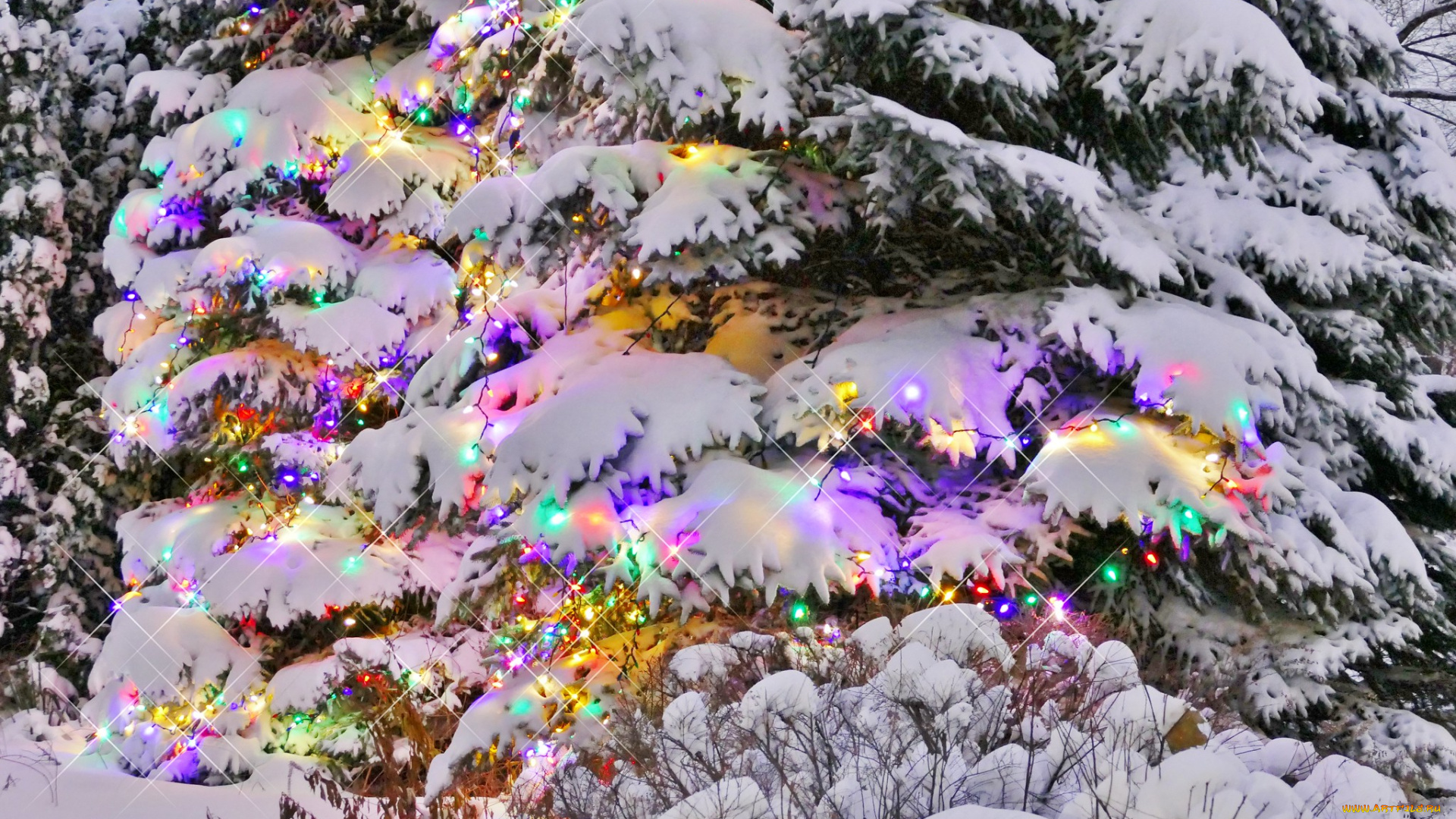 праздничные, ёлки, ель