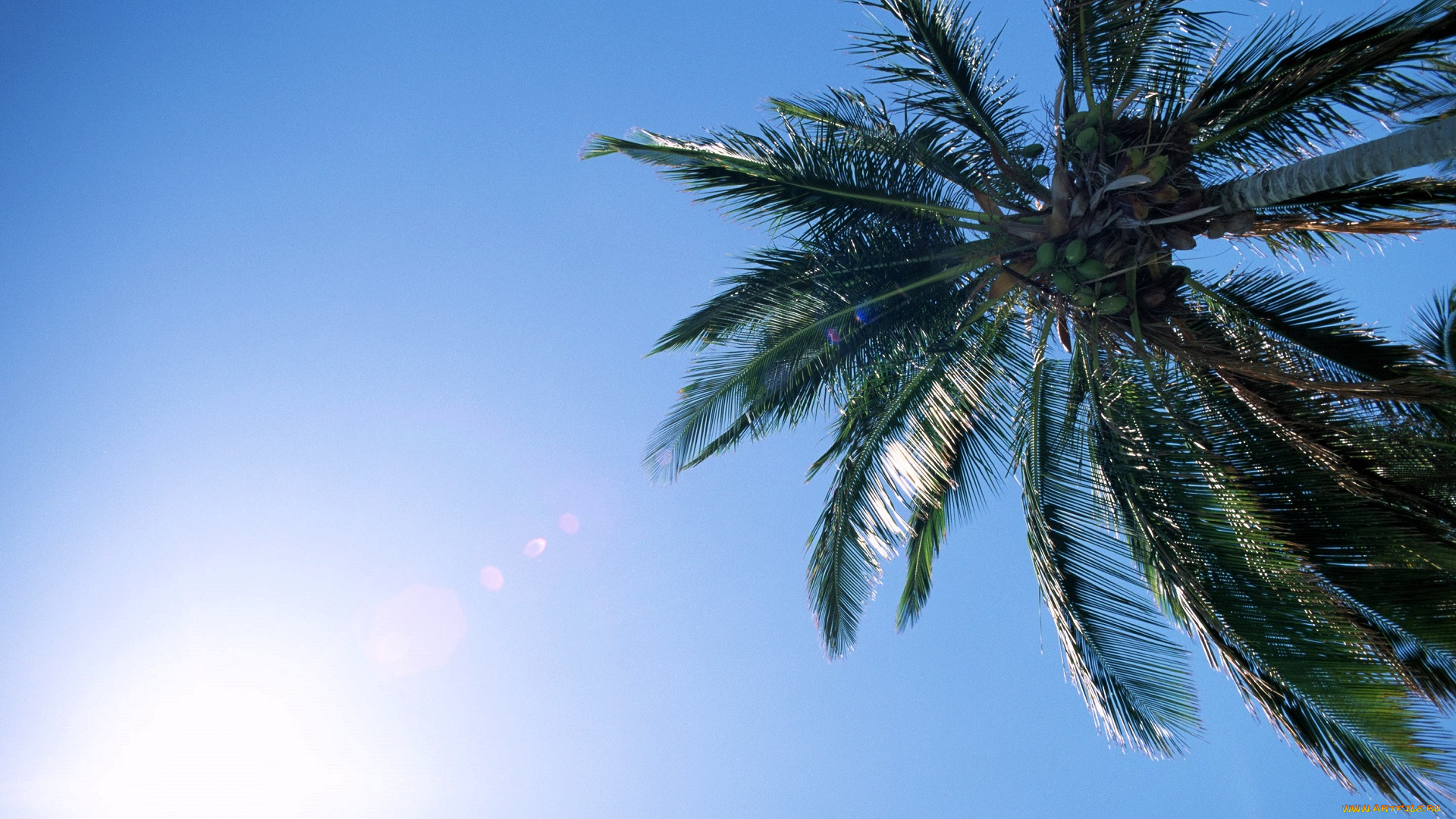 природа, деревья, дерево, пальма, кокосы, небо