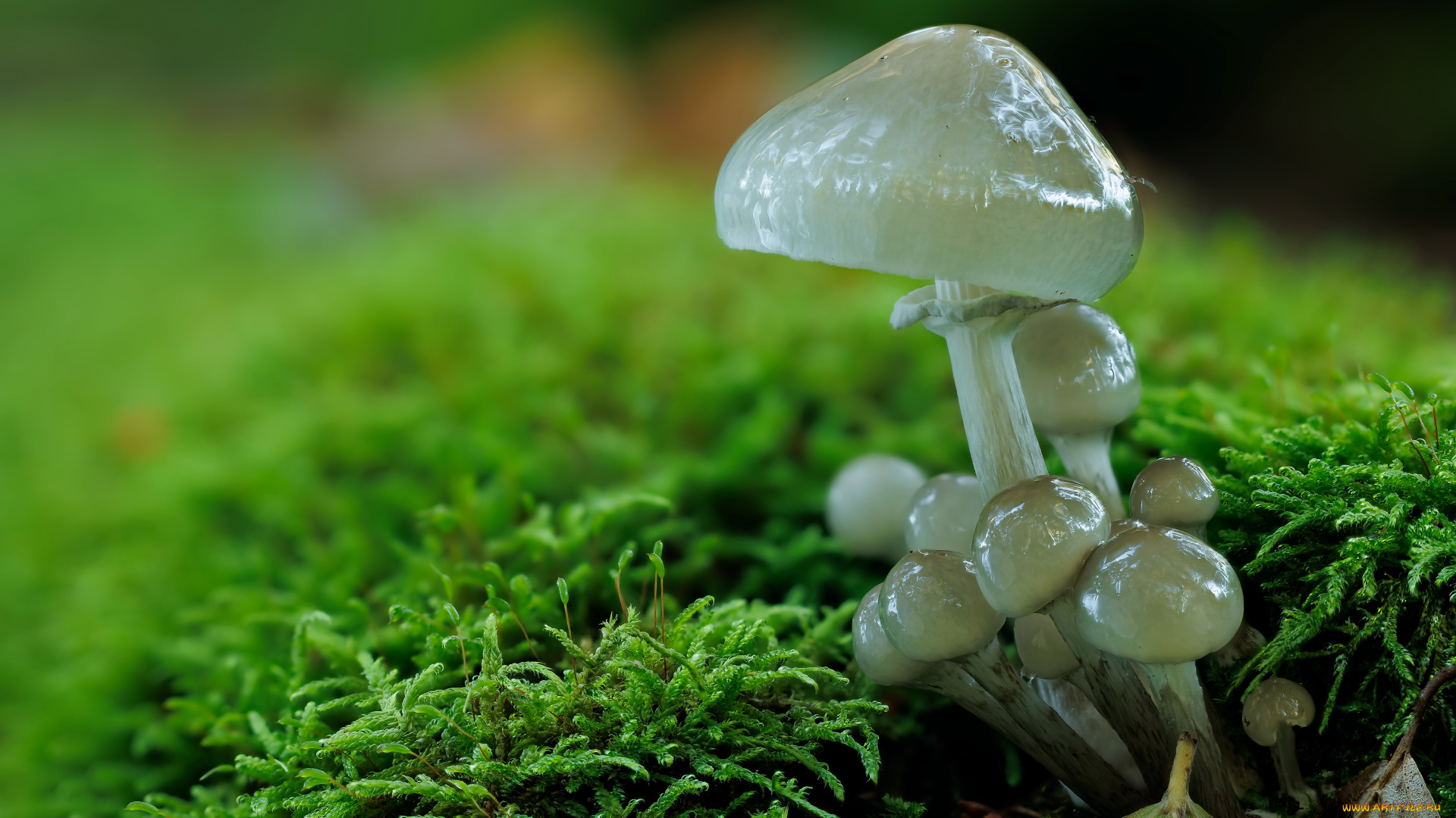 природа, грибы