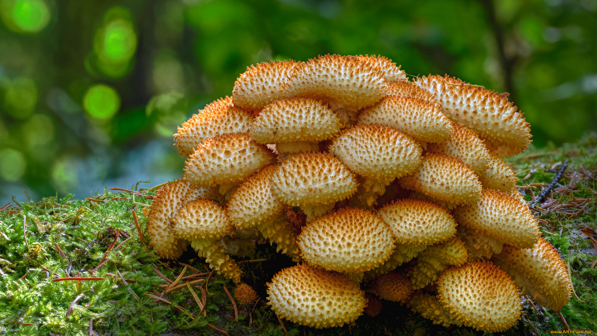 природа, грибы