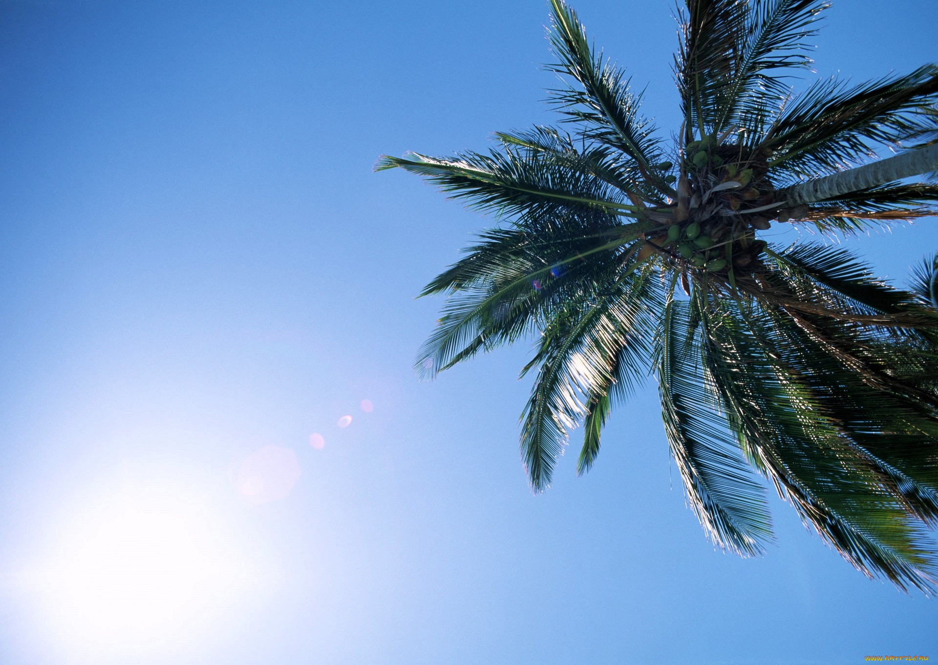 природа, деревья, дерево, пальма, кокосы, небо