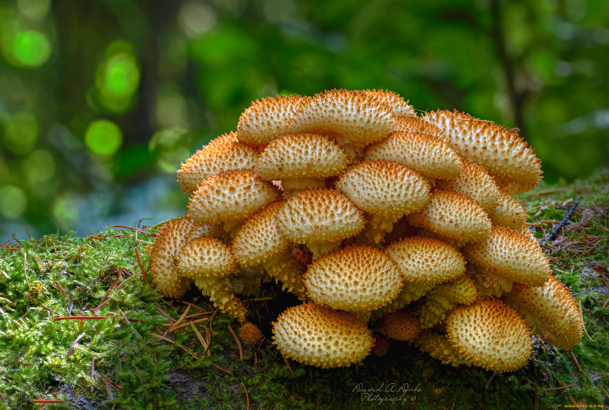 природа, грибы