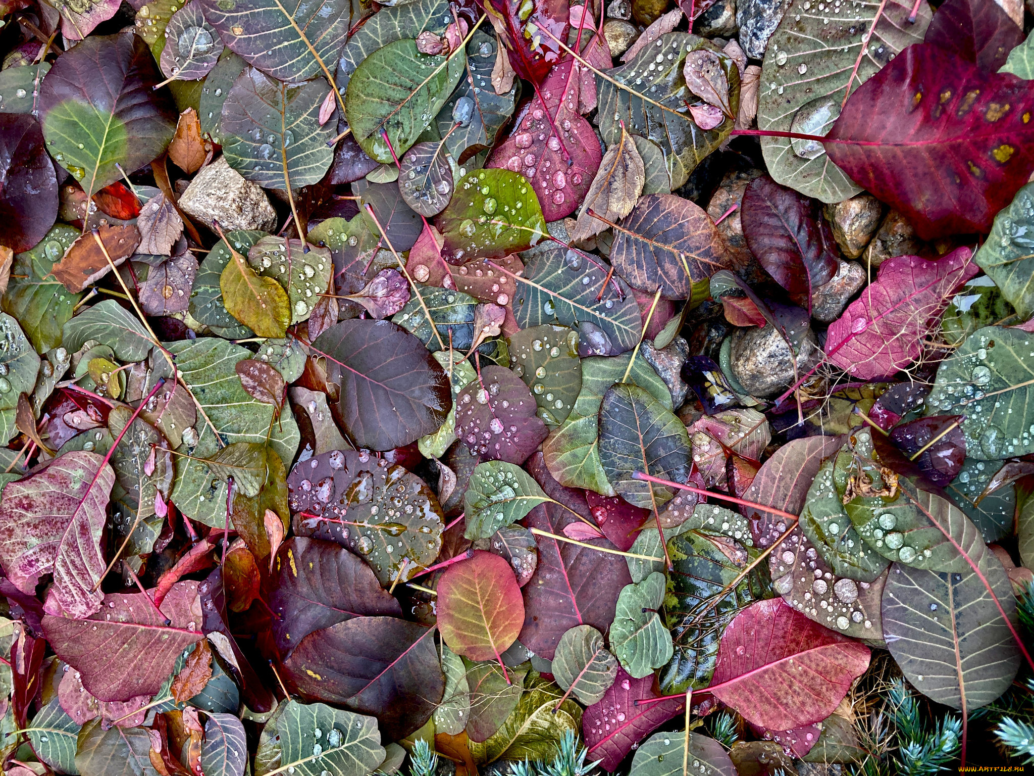 природа, листья